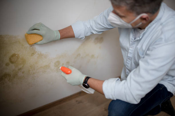 Best Toxic Mold Removal  in Roebuck, SC