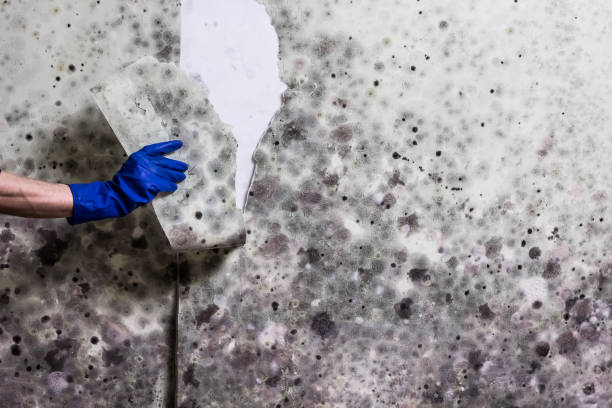 Best Residential Mold Removal  in Roebuck, SC