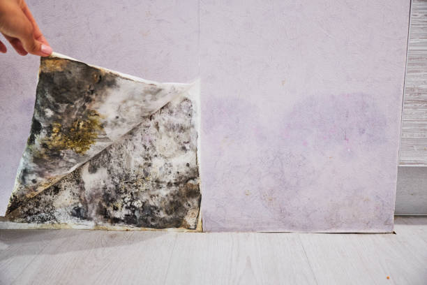 Best Commercial Mold Removal  in Roebuck, SC